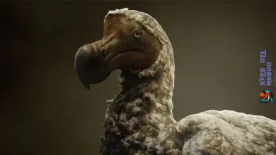 When Did Dodo Birds Go Extinct