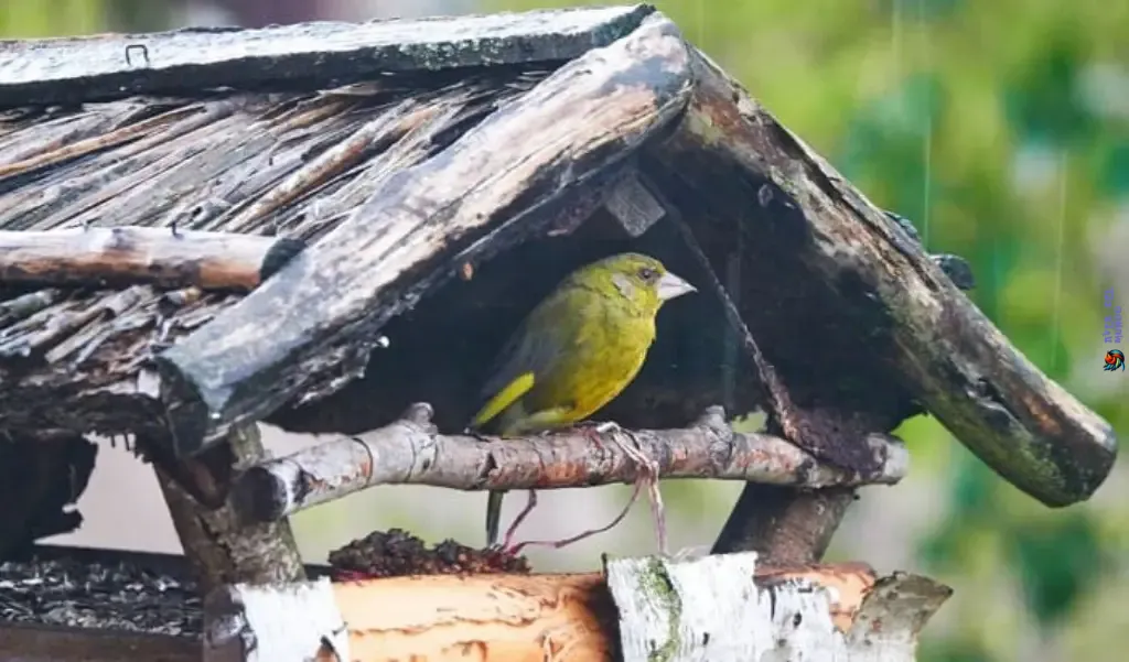 Where Do Birds Go When It Rains