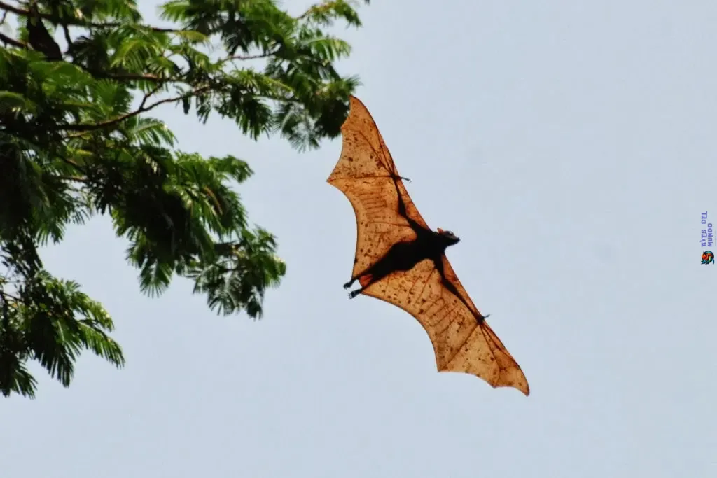 Where Do Giant Flying Foxes Live
