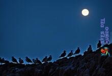 Where do seagulls go at night?