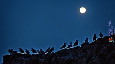 Where do seagulls go at night?