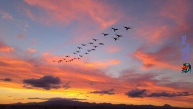 Why do birds choose to fly in a “V” formation?