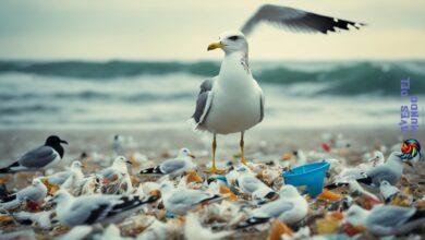 Why not feed the seagulls?