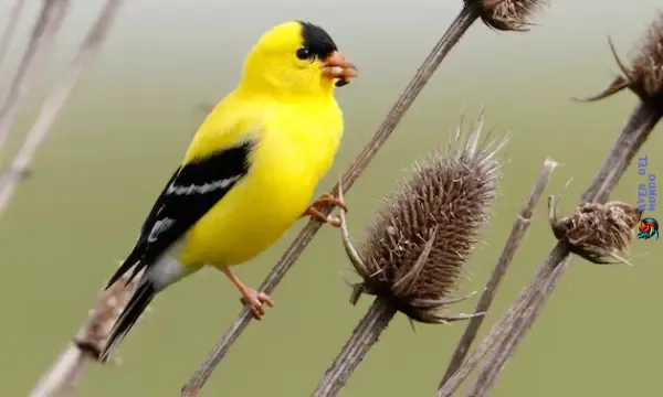 Wild Canary