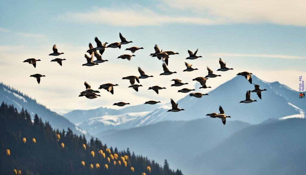 bird migration patterns