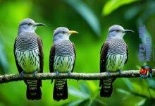 cuckoos species