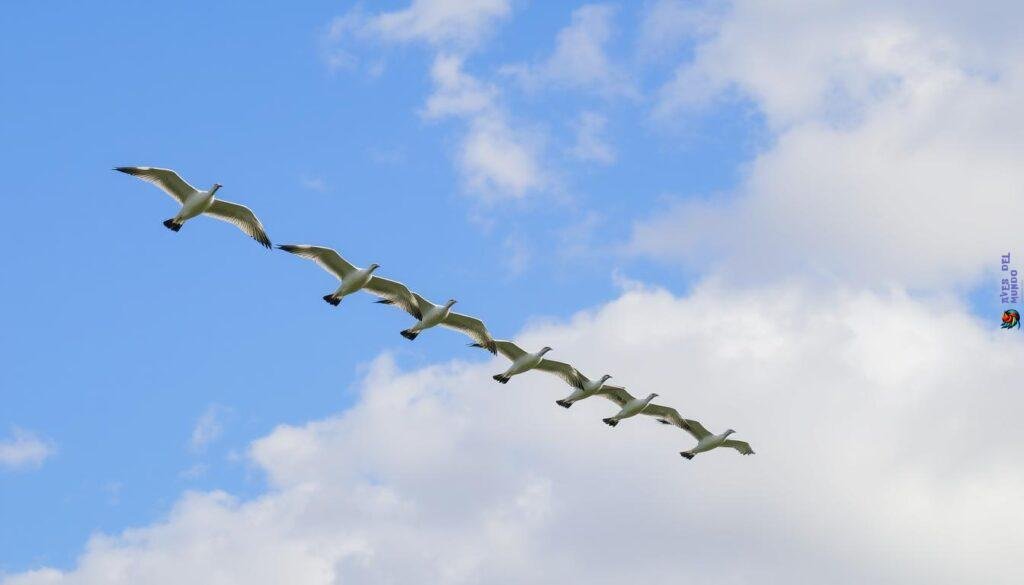 reasons why birds fly in V-formation