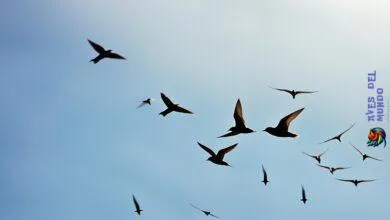 swifts