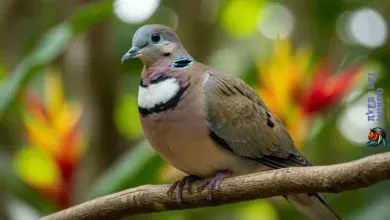 the Grenada dove