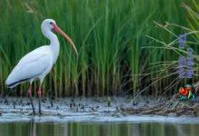 white ibis