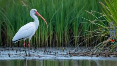 white ibis