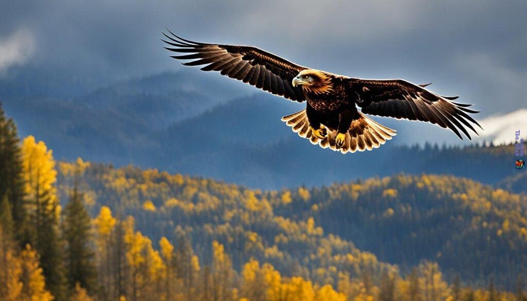 wingspan significance of golden eagles